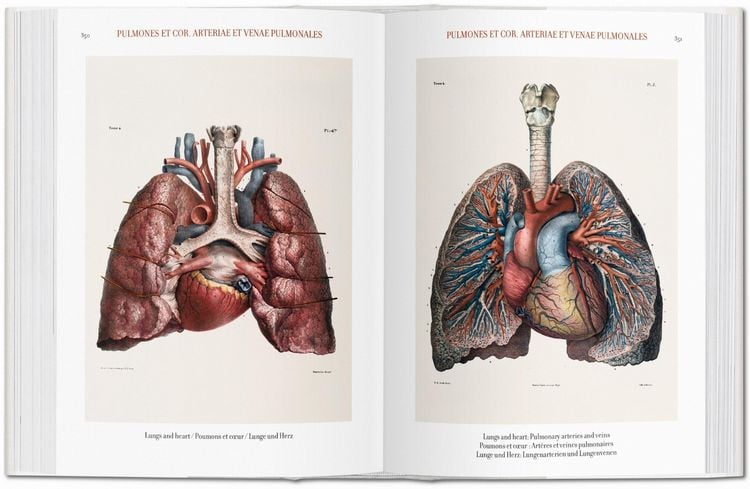 Produktbild: Bourgery
