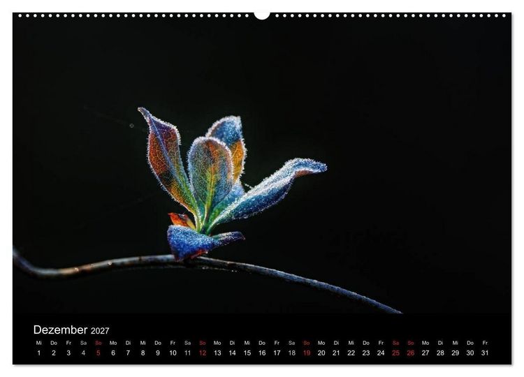 Produktbild: Wilde Bl&uuml;ten-Tr&auml;ume (Wandkalender 2027 DIN A2 quer), CALVENDO Monatskalender