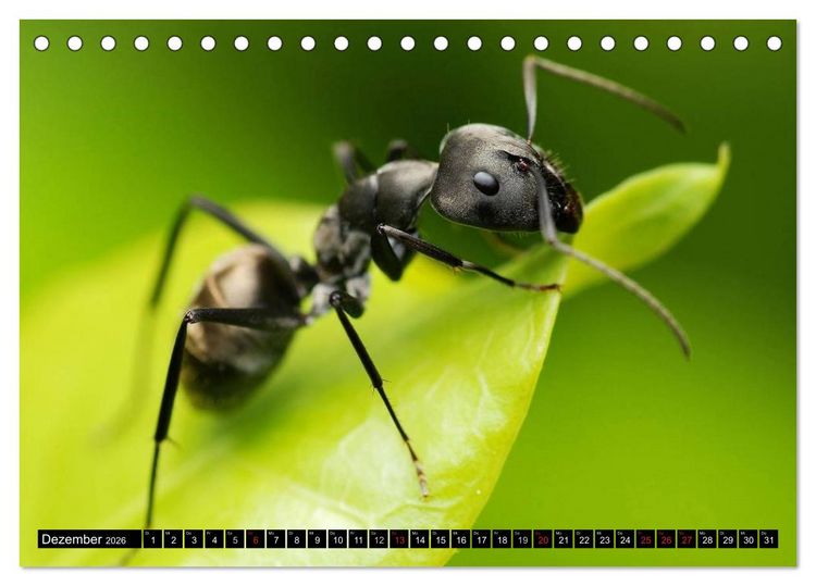 Produktbild: Insekten &bull; Bizarre Naturwunder (Tischkalender 2026 DIN A5 quer), CALVENDO Monatskalender
