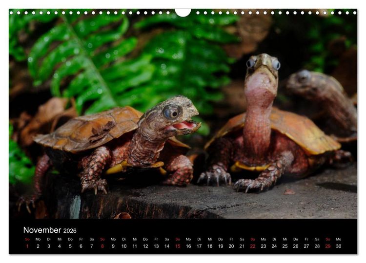 Produktbild: REPTILIEN IM TERRARIUM (Wandkalender 2026 DIN A3 quer), CALVENDO Monatskalender