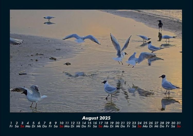 Produktbild: M&ouml;wen 2025 Fotokalender DIN A4