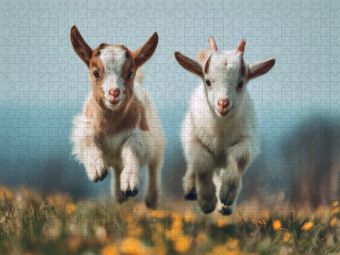 Produktbild: CALVENDO Puzzle Ein Motiv aus dem Kalender Flauschige Momente | 1000 Teile Lege-Gr&ouml;&szlig;e 64x48cm Foto-Puzzle f&uuml;r gl&uuml;ckliche Stunden