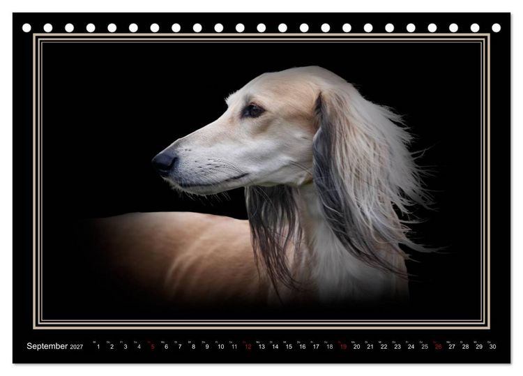 Produktbild: Saluki 2027 (Tischkalender 2027 DIN A5 quer), CALVENDO Monatskalender