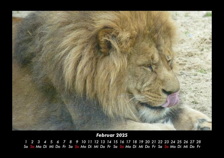 Produktbild: L&ouml;wen in der Wildnis 2025 Fotokalender DIN A3
