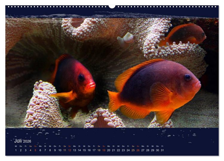 Produktbild: Korallenfische im Lichtschimmer des Meeres (hochwertiger Premium Wandkalender 2026 DIN A2 quer), Kunstdruck in Hochglanz