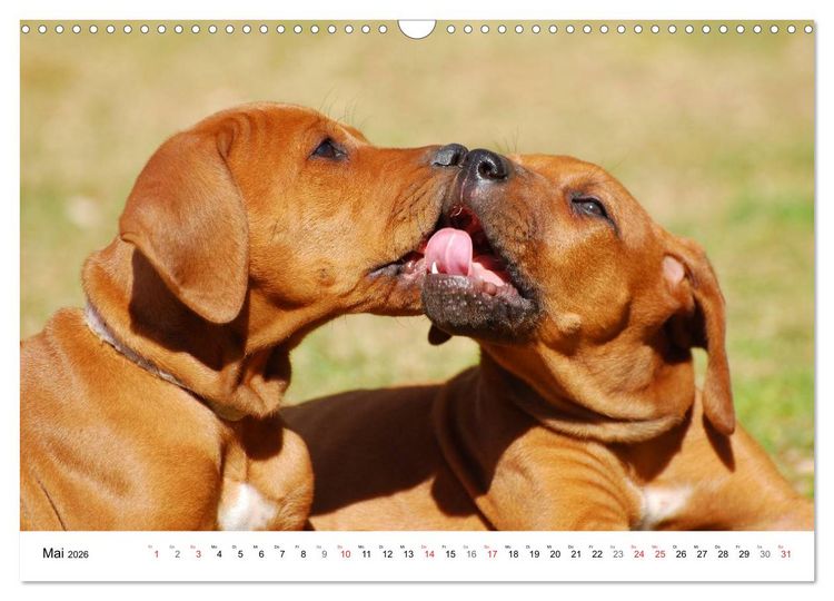 Produktbild: Rhodesian Ridgebacks (Wandkalender 2026 DIN A3 quer), CALVENDO Monatskalender