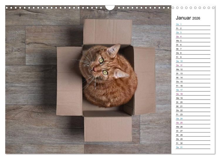 Produktbild: Karton Katzen (Wandkalender 2026 DIN A3 quer), CALVENDO Monatskalender