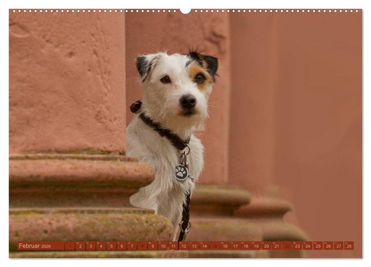 Produktbild: Faszination Hund (Wandkalender 2026 DIN A2 quer), CALVENDO Monatskalender