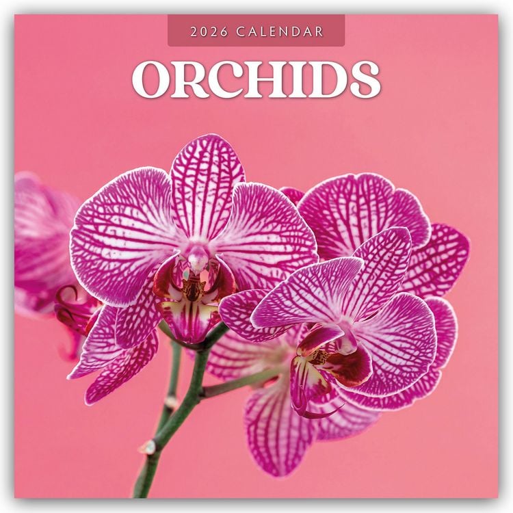 Produktbild: Orchids – Orchideen 2026 – 16-Monatskalender