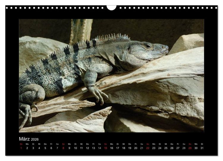 Produktbild: Faszinierende Reptilien (Wandkalender 2026 DIN A3 quer), CALVENDO Monatskalender