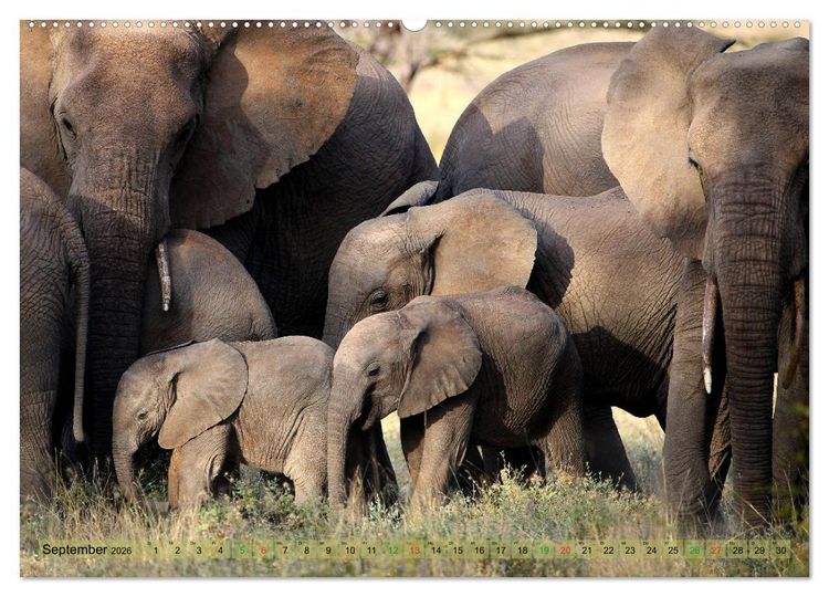 Produktbild: Afrika - im Reich der Elefanten (hochwertiger Premium Wandkalender 2026 DIN A2 quer), Kunstdruck in Hochglanz