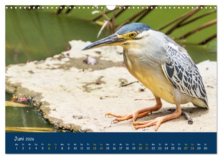 Produktbild: Faszinierende Tierwelt von Mauritius - Magische Momente der Natur (Wandkalender 2026 DIN A3 quer), CALVENDO Monatskalender
