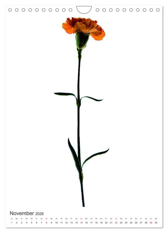 Produktbild: Blumen pur (Wandkalender 2026 DIN A4 hoch), CALVENDO Monatskalender