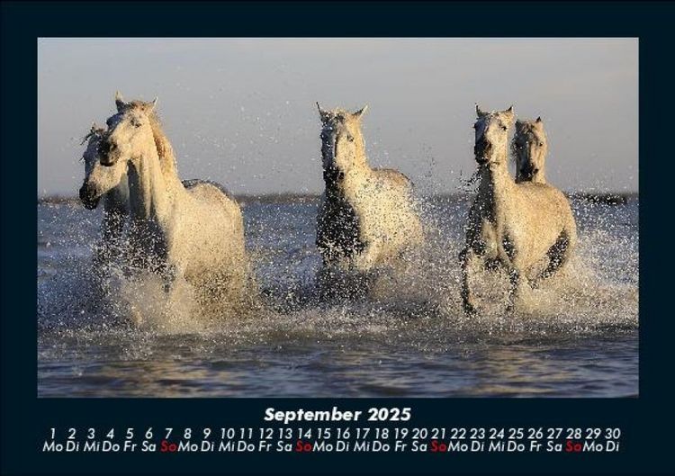 Produktbild: Die Welt der Pferde 2025 Fotokalender DIN A5