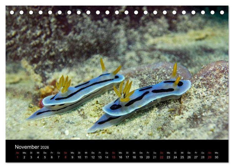 Produktbild: Unterwasserwelt Nacktschnecken (Tischkalender 2026 DIN A5 quer), CALVENDO Monatskalender