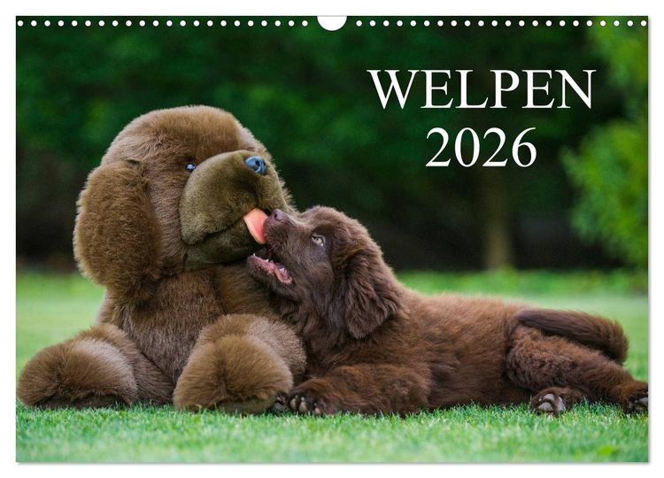 Produktbild: Welpen 2026 (Wandkalender 2026 DIN A3 quer), CALVENDO Monatskalender