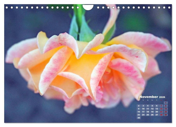Produktbild: Rosen, die K&ouml;nigin der Blumen (Wandkalender 2026 DIN A4 quer), CALVENDO Monatskalender