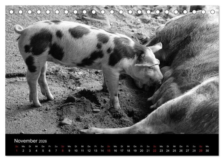 Produktbild: Das Leben der Schweine (Tischkalender 2026 DIN A5 quer), CALVENDO Monatskalender