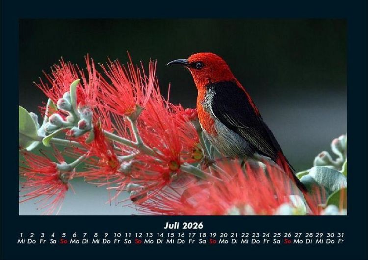 Produktbild: Vogelparadies 2026 Fotokalender DIN A4