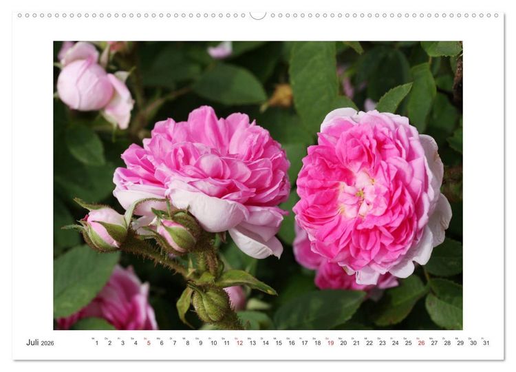 Produktbild: Rosenlust (Wandkalender 2026 DIN A2 quer), CALVENDO Monatskalender
