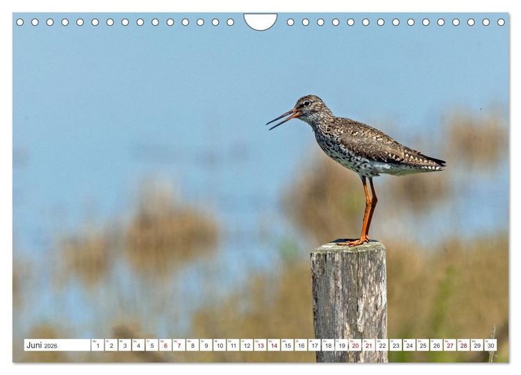 Produktbild: Sturmerprobt - V&ouml;gel an Nordfrieslands K&uuml;ste (Wandkalender 2026 DIN A4 quer), CALVENDO Monatskalender
