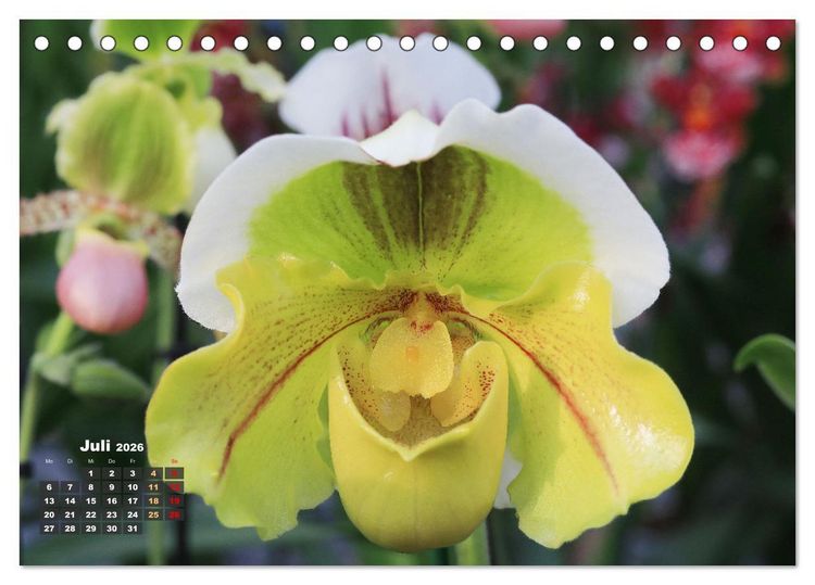 Produktbild: Pr&auml;chtige Orchideen (Tischkalender 2026 DIN A5 quer), CALVENDO Monatskalender