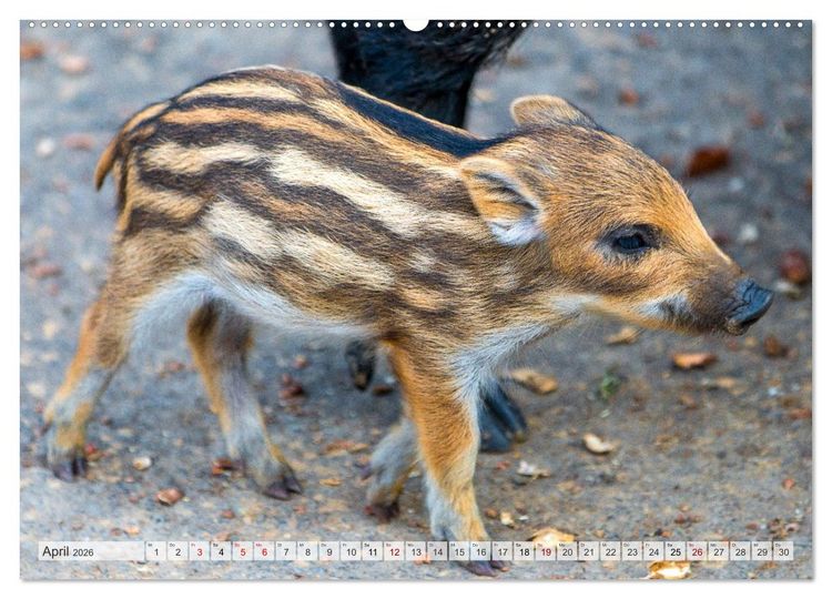 Produktbild: Wildschweine - Im Schatten des Waldes (hochwertiger Premium Wandkalender 2026 DIN A2 quer), Kunstdruck in Hochglanz