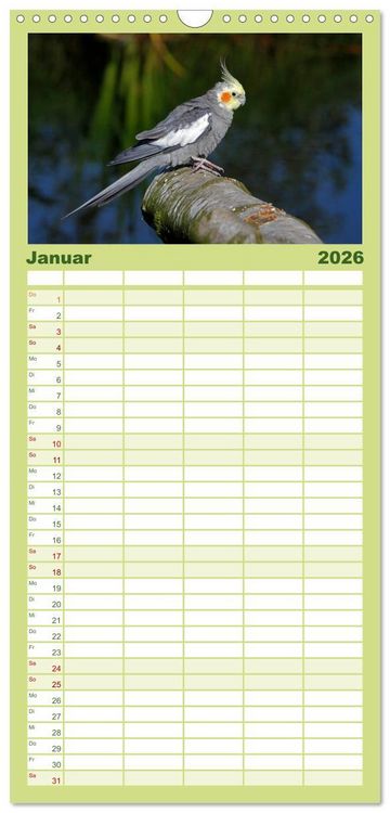 Produktbild: Familienplaner 2026 - Nymphensittiche mit 5 Spalten (Wandkalender, 21 x 45 cm) CALVENDO