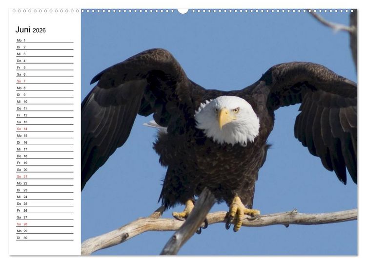 Produktbild: Wei&szlig;kopfseeadler. Symbol der Freiheit (Wandkalender 2026 DIN A2 quer), CALVENDO Monatskalender