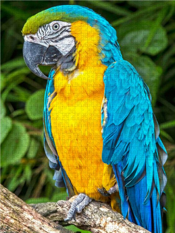 Produktbild: CALVENDO Puzzle Farbenfrohe Papageien: Gelbbrust-Ara. | 2000 Teile Lege-Gr&ouml;&szlig;e 90x67cm Foto-Puzzle f&uuml;r gl&uuml;ckliche Stunden
