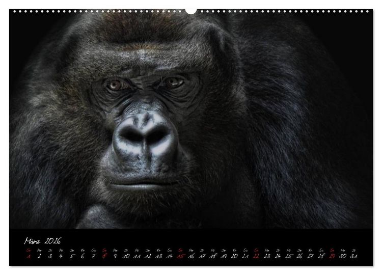 Produktbild: Gorilla (Wandkalender 2026 DIN A2 quer), CALVENDO Monatskalender