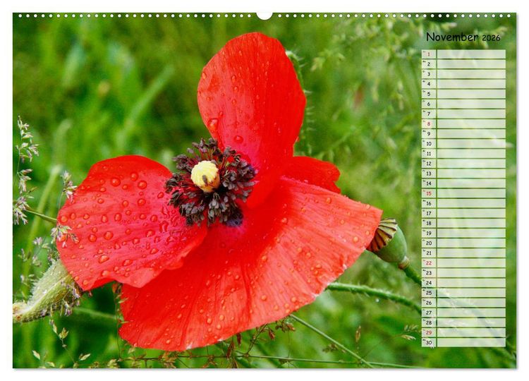 Produktbild: Klatschmohn im Feld (Wandkalender 2026 DIN A2 quer), CALVENDO Monatskalender