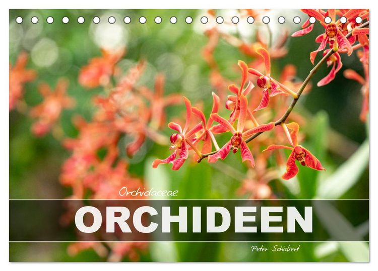Produktbild: Orchidaceae - Orchideen (Tischkalender 2026 DIN A5 quer), CALVENDO Monatskalender