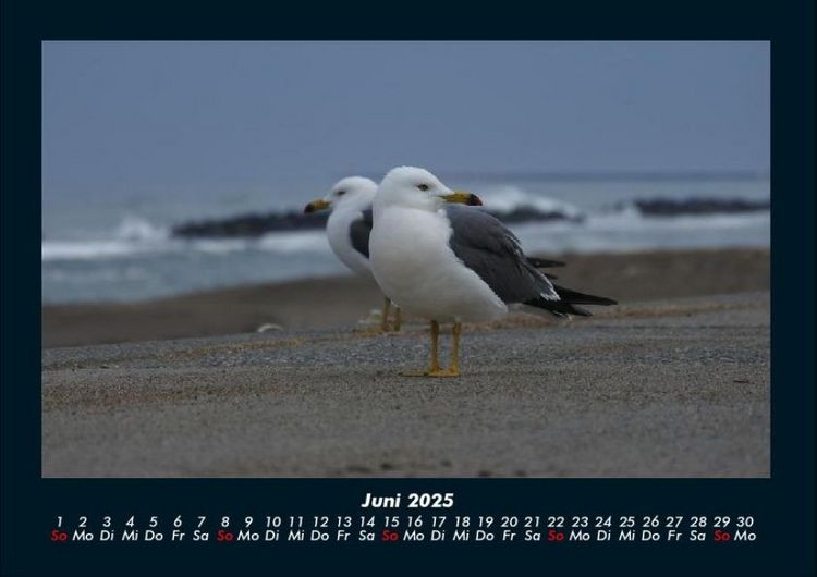 Produktbild: M&ouml;wen 2025 Fotokalender DIN A4