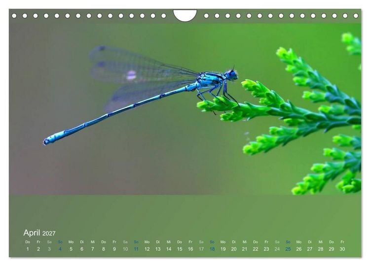 Produktbild: Falter, K&auml;fer und Co.faszinierend, doch extrem gef&auml;hrdet (Wandkalender 2027 DIN A4 quer), CALVENDO Monatskalender
