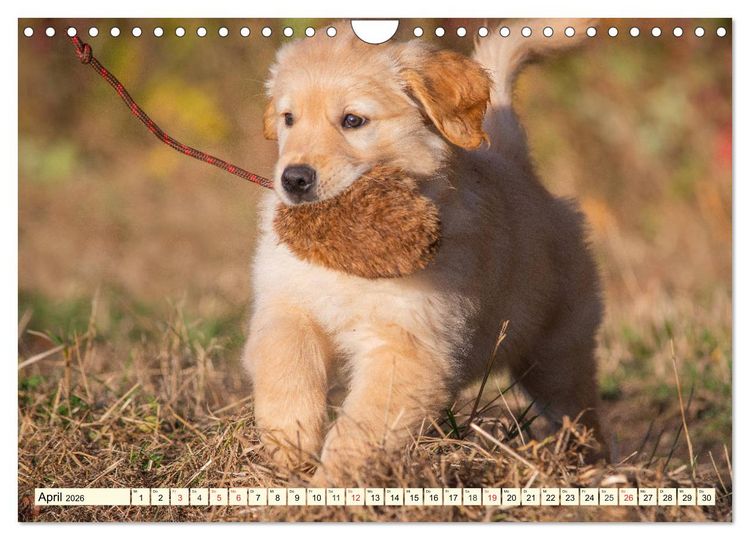 Produktbild: Golden Retriever - Freunde auf 4 Pfoten (Wandkalender 2026 DIN A4 quer), CALVENDO Monatskalender