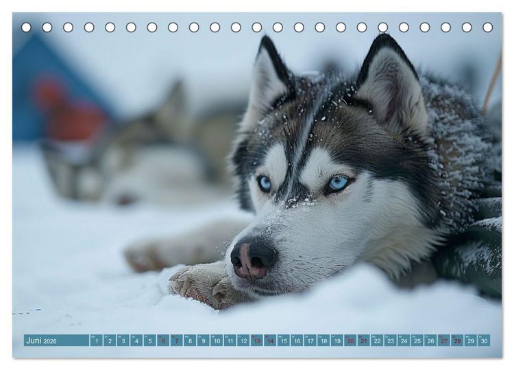 Produktbild: Schlittenhund Tr&auml;ume (Tischkalender 2026 DIN A5 quer), CALVENDO Monatskalender