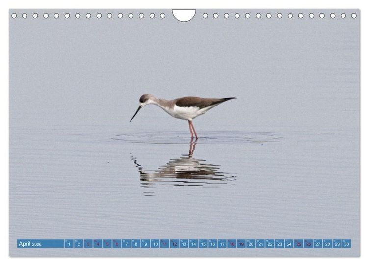 Produktbild: V&ouml;gel der Algarve (Wandkalender 2026 DIN A4 quer), CALVENDO Monatskalender