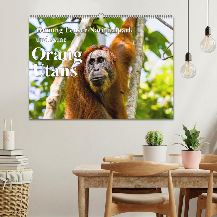 Produktbild: Gunung Leuser Nationalpark und seine Orang Utans (Wandkalender 2026 DIN A2 quer), CALVENDO Monatskalender