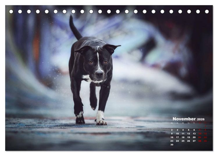 Produktbild: Listenhunde - mehr als nur eine Kategorie (Tischkalender 2026 DIN A5 quer), CALVENDO Monatskalender