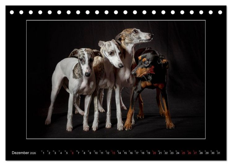Produktbild: Windhunde - Schnelle Sch&ouml;nheiten (Tischkalender 2026 DIN A5 quer), CALVENDO Monatskalender