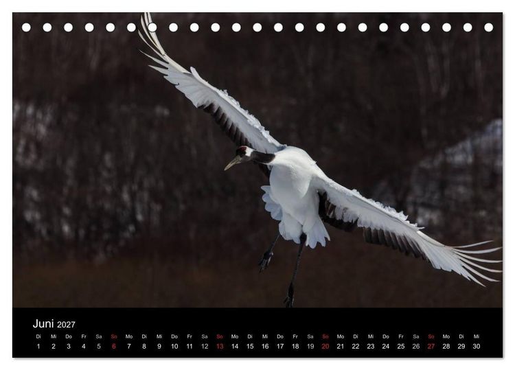 Produktbild: Mandschurenkraniche (Tischkalender 2027 DIN A5 quer), CALVENDO Monatskalender