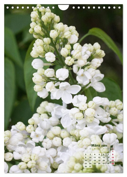 Produktbild: Fliederbl&uuml;te (Wandkalender 2026 DIN A4 hoch), CALVENDO Monatskalender