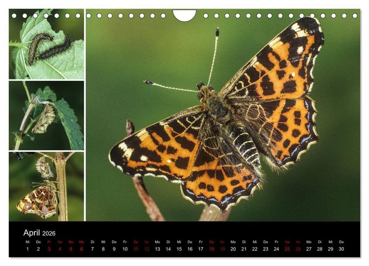 Produktbild: Schmetterlinge - Wunder der Verwandlung (Wandkalender 2026 DIN A4 quer), CALVENDO Monatskalender