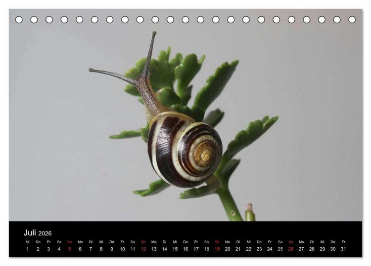 Produktbild: Lautlose Begleiter - Schnecken (Tischkalender 2026 DIN A5 quer), CALVENDO Monatskalender