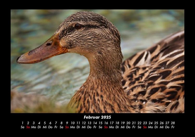 Produktbild: Enten 2025 Fotokalender DIN A3