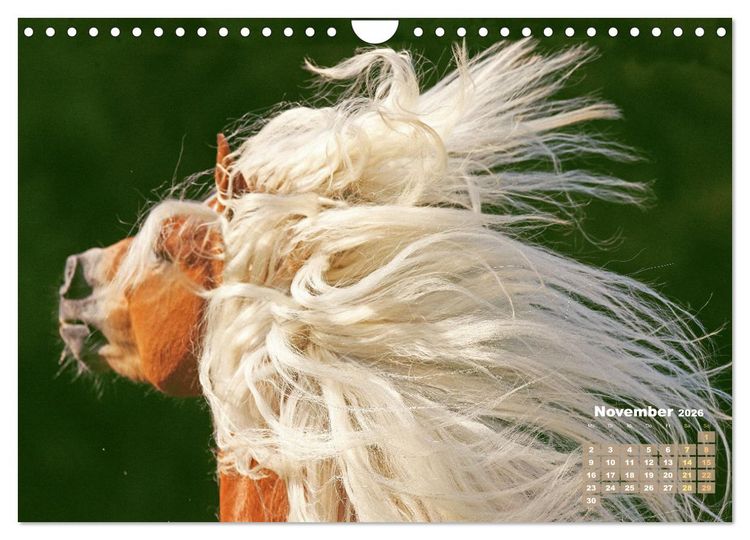 Produktbild: Haflinger: Die blonden Pferde von der Alm (Wandkalender 2026 DIN A4 quer), CALVENDO Monatskalender