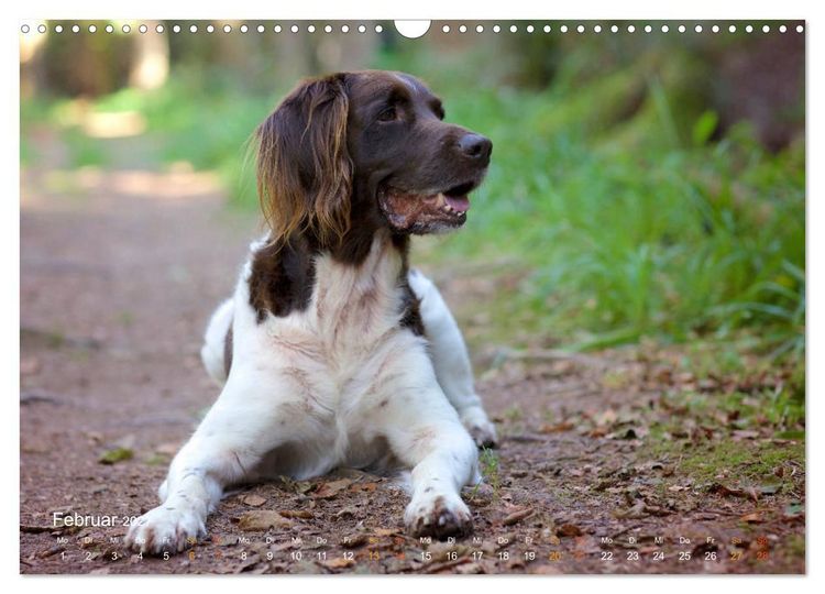 Produktbild: Faszination Jagdhund - Kleiner M&uuml;nsterl&auml;nder (Wandkalender 2027 DIN A3 quer), CALVENDO Monatskalender