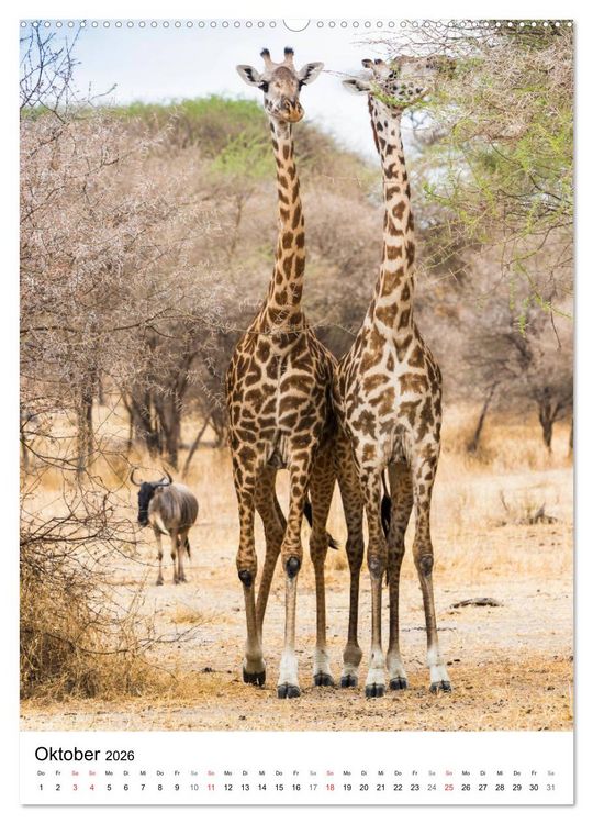 Produktbild: Serengeti Pur - Tansania (Wandkalender 2026 DIN A2 hoch), CALVENDO Monatskalender