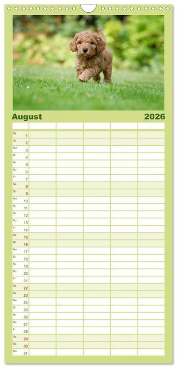 Produktbild: Familienplaner 2026 - Pudel mit 5 Spalten (Wandkalender, 21 x 45 cm) CALVENDO